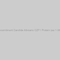 Image of Recombinant Candida Albicans CZF1 Protein (aa 1-388)